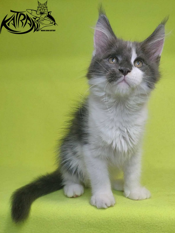 Katran Jack - Kitten maine-coon 2 months 2 weeks