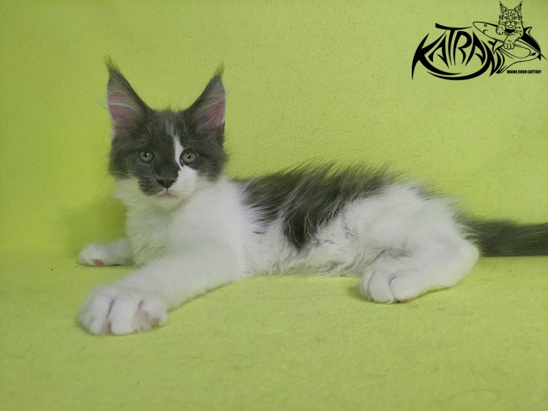 Katran Jack - Kitten maine-coon 2 months 2 weeks