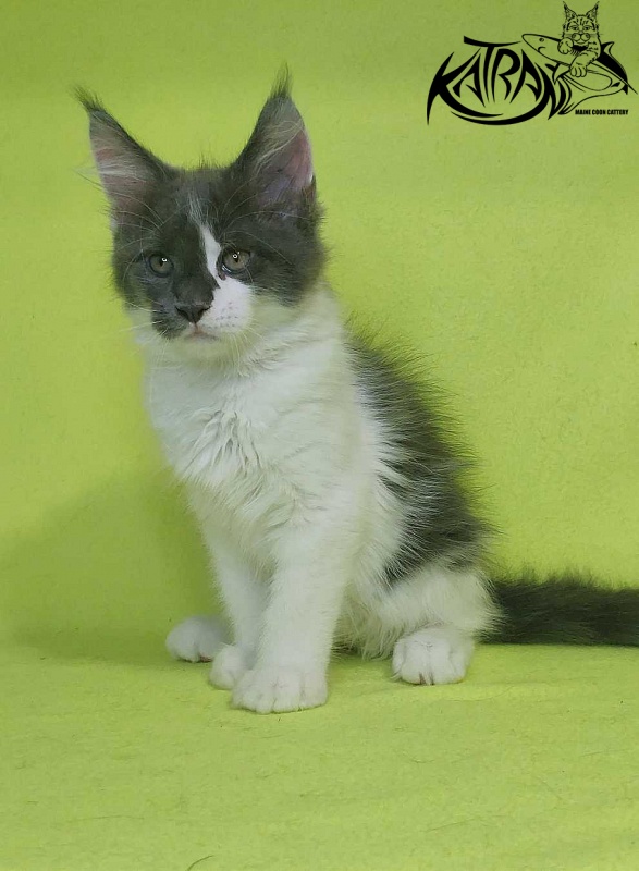 Katran Jack - Kitten maine-coon 2 months 2 weeks