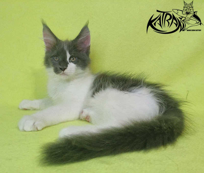 Katran Jack - Kitten maine-coon 2 months 2 weeks