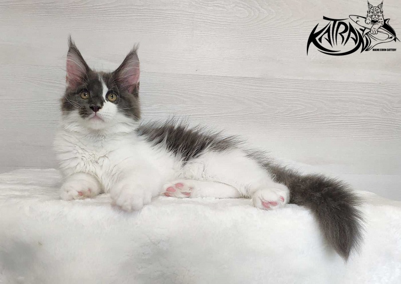 Katran Jack - Kitten maine-coon 3 months