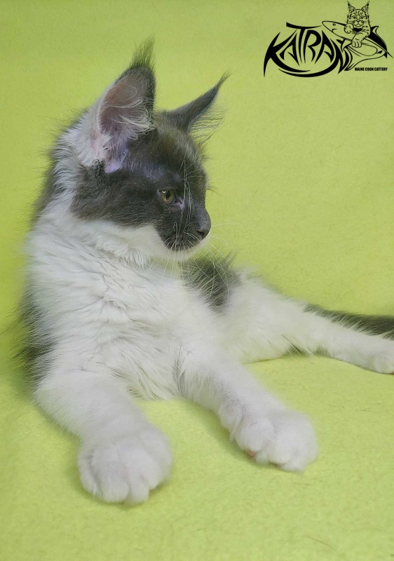 Katran Jack - Kitten maine-coon 2 months 2 weeks