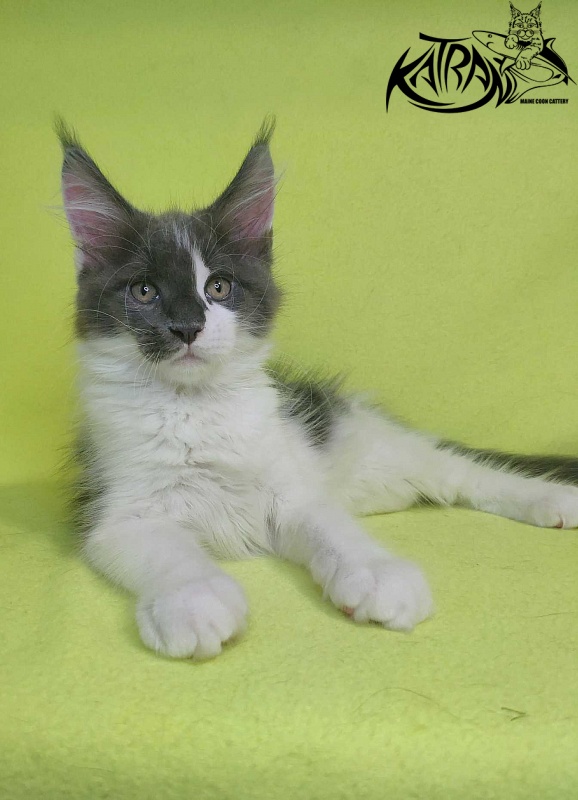 Katran Jack - Kitten maine-coon 2 months 2 weeks