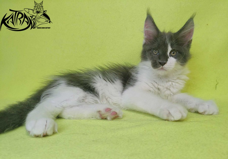 Katran Jack - Kitten maine-coon 2 months 2 weeks