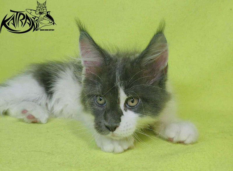 Katran Jack - Kitten maine-coon 2 months 2 weeks
