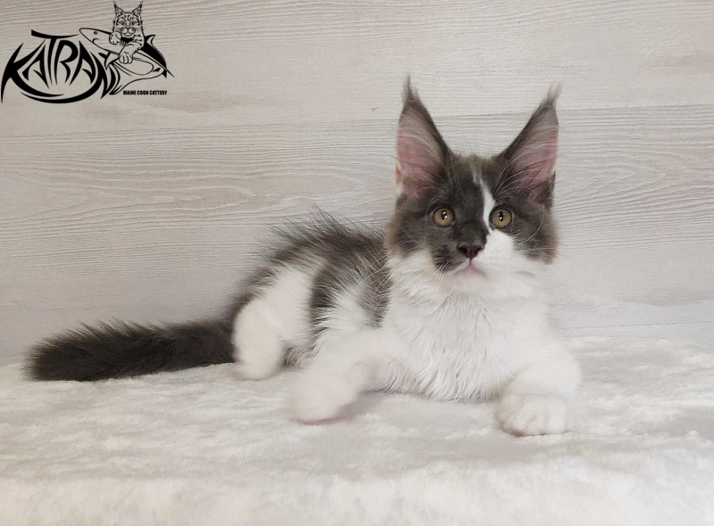 Katran Jack - Kitten maine-coon 3 months