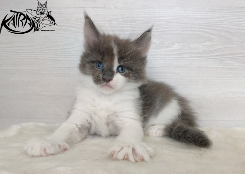 Katran Jack - Kitten maine-coon 1 month