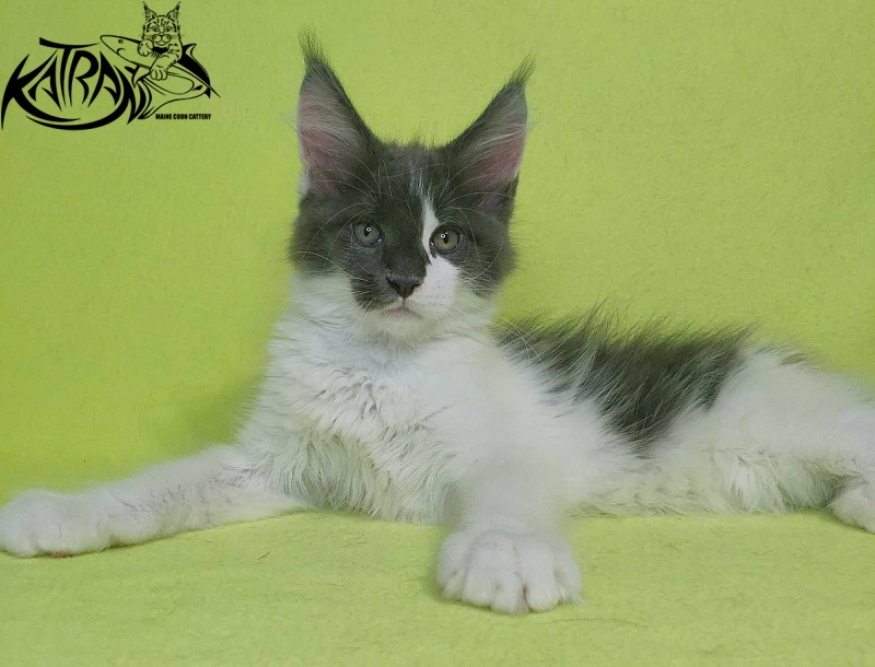 Katran Jack - Kitten maine-coon 2 months 2 weeks