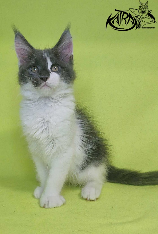 Katran Jack - Kitten maine-coon 2 months 2 weeks