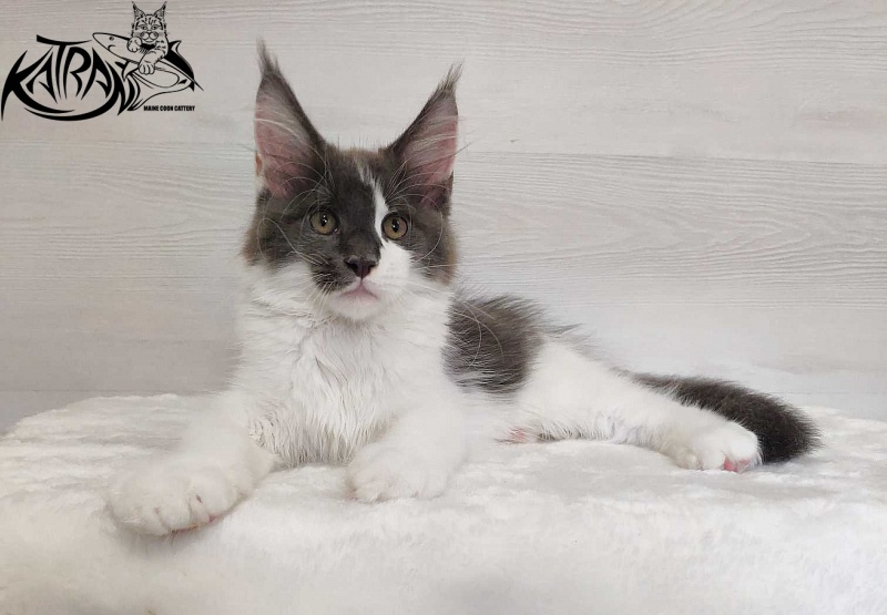 Katran Jack - Kitten maine-coon 3 months