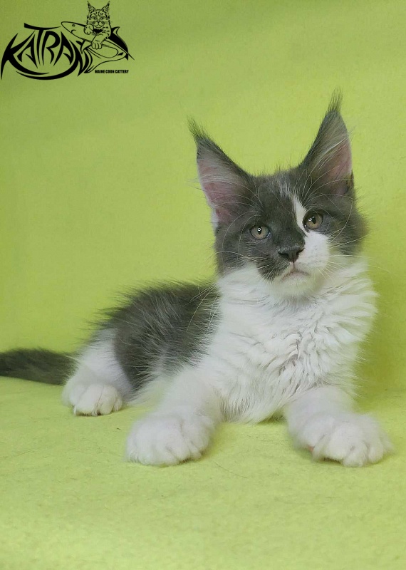 Katran Jack - Kitten maine-coon 2 months 2 weeks