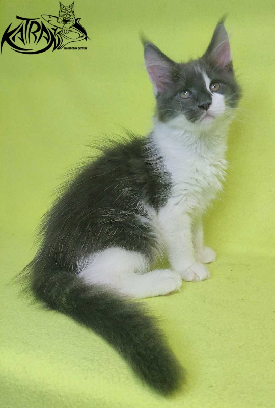 Katran Jack - Kitten maine-coon 2 months 2 weeks