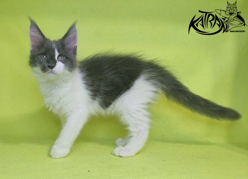 Katran Jack - Kitten maine-coon 2 months 2 weeks