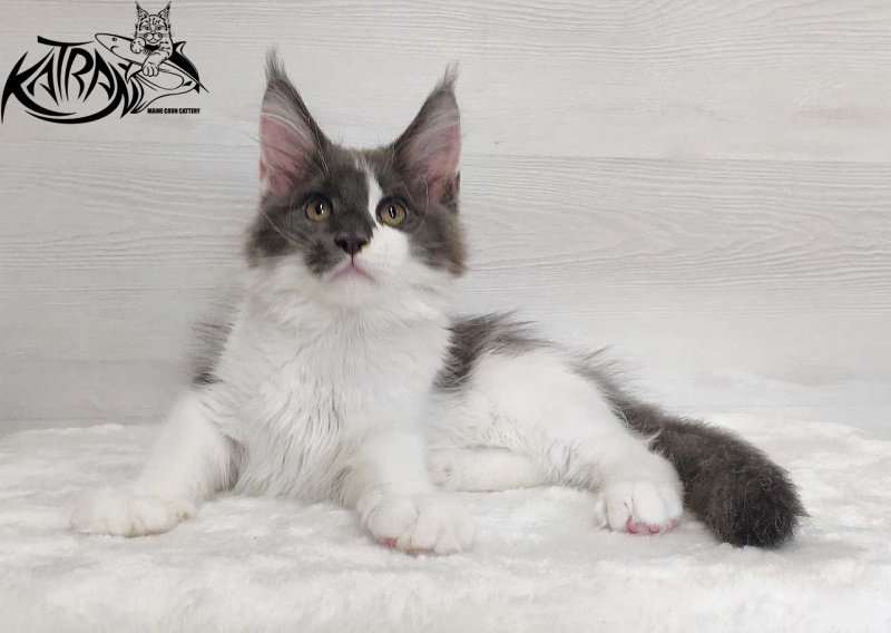 Katran Jack - Kitten maine-coon 3 months
