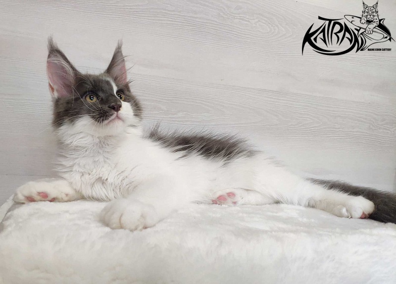 Katran Jack - Kitten maine-coon 3 months