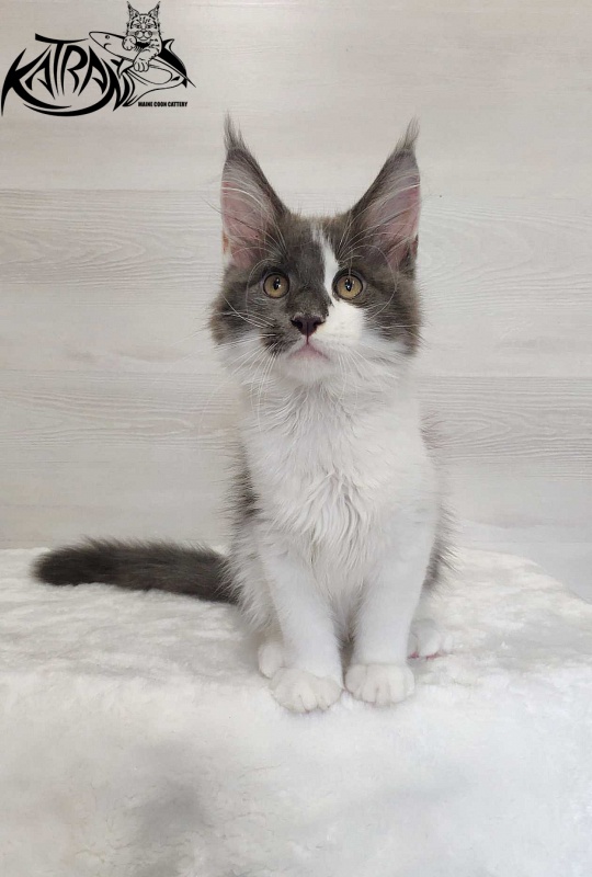 Katran Jack - Kitten maine-coon 3 months