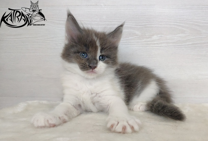 Katran Jack - Kitten maine-coon 1 month