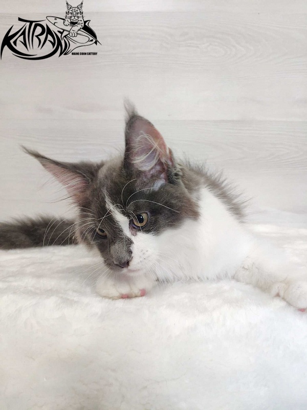 Katran Jack - Kitten maine-coon 3 months