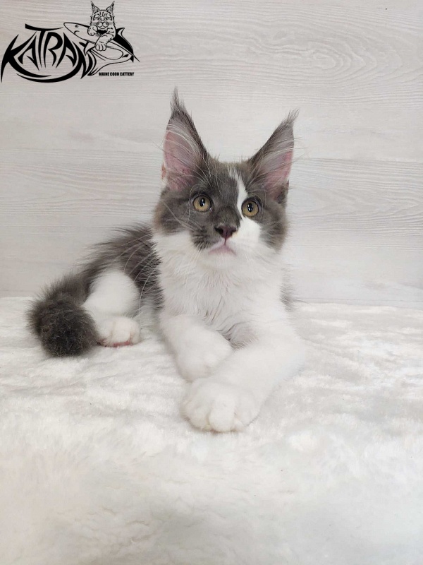 Katran Jack - Kitten maine-coon 3 months