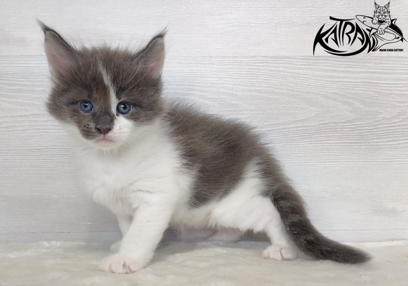 Katran Jack - Kitten maine-coon 1 month