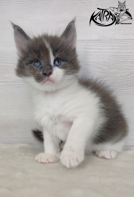 Katran Jack - Kitten maine-coon 1 month