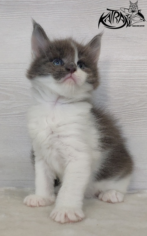 Katran Jack - Kitten maine-coon 1 month