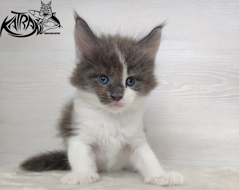 Katran Jack - Kitten maine-coon 1 month