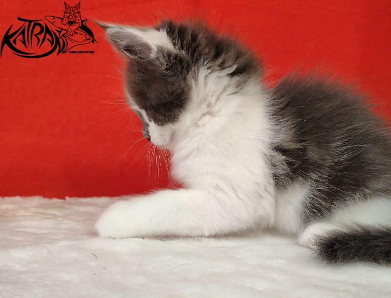 Katran Jack - Kitten maine-coon 1 month 3 weeks