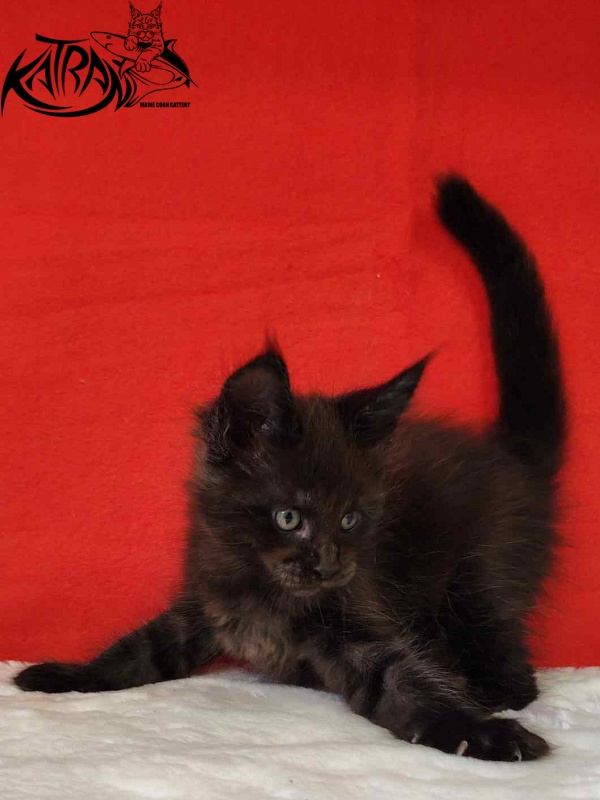 Katran Jordan - Kitten maine-coon 1 month 3 weeks