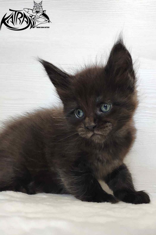 Katran Jordan - Kitten maine-coon 1 month