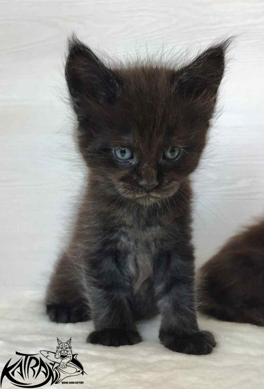Katran Jordan - Kitten maine-coon 1 month