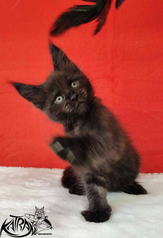 Katran Jordan - Kitten maine-coon 1 month 3 weeks