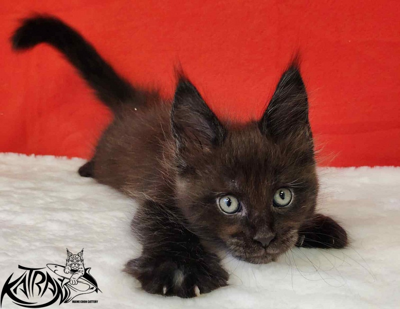 Katran Jordan - Kitten maine-coon 1 month 3 weeks