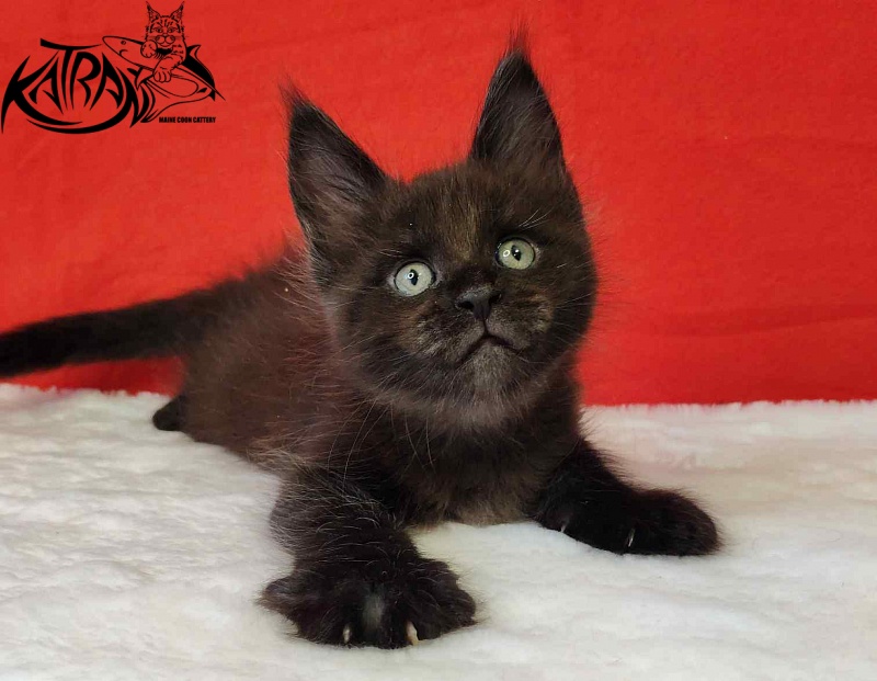 Katran Jordan - Kitten maine-coon 1 month 3 weeks