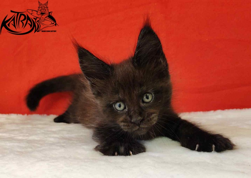 Katran Jordan - Kitten maine-coon 1 month 3 weeks