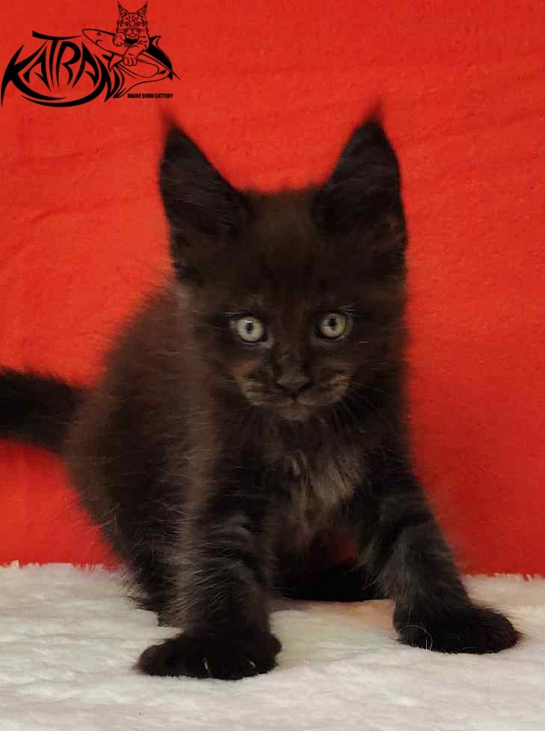 Katran Jordan - Kitten maine-coon 1 month 3 weeks