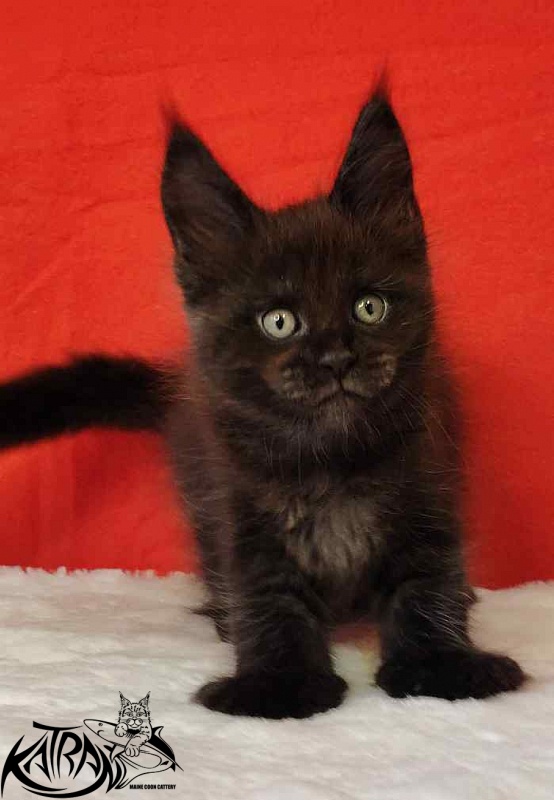 Katran Jordan - Kitten maine-coon 1 month 3 weeks