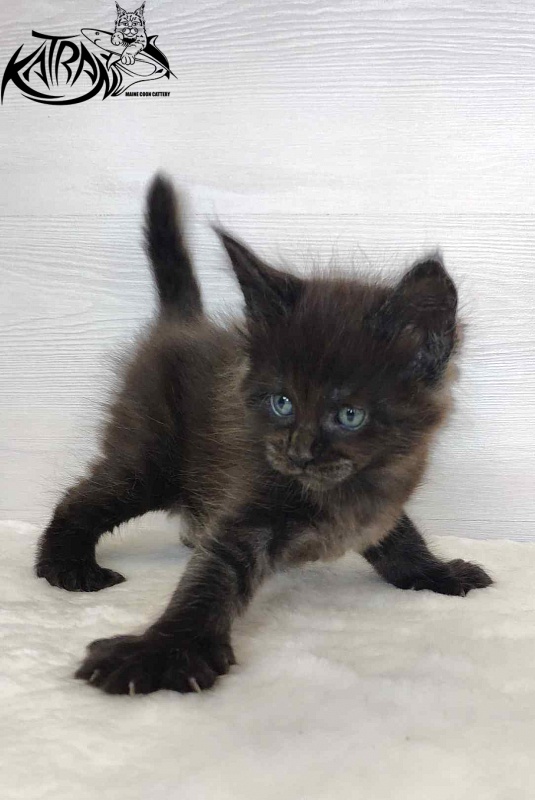 Katran Jordan - Kitten maine-coon 1 month