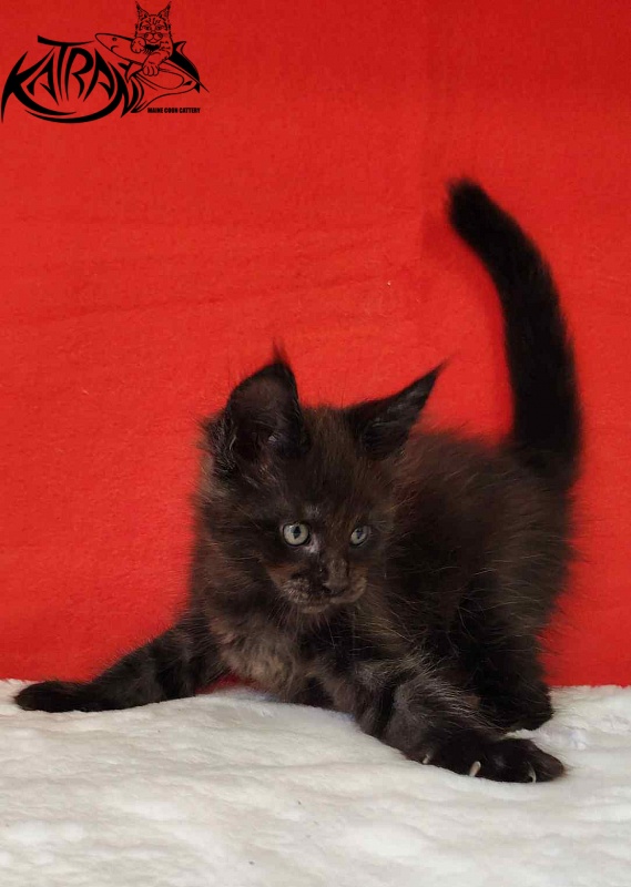 Katran Jordan - Kitten maine-coon 1 month 3 weeks