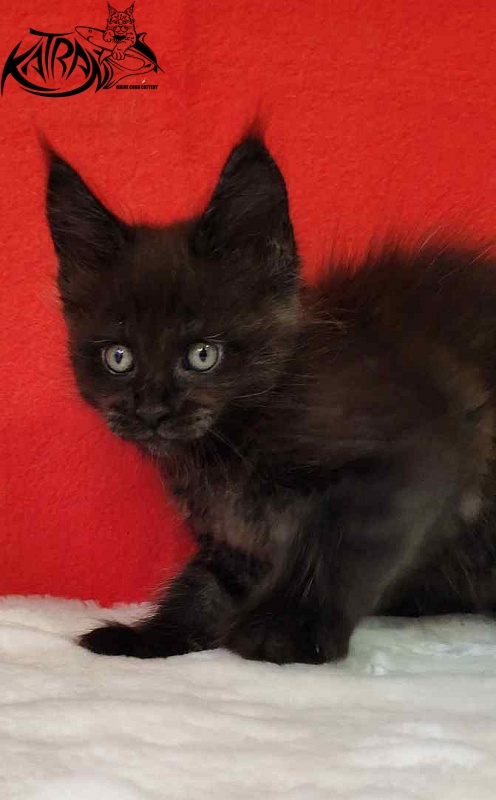 Katran Jordan - Kitten maine-coon 1 month 3 weeks