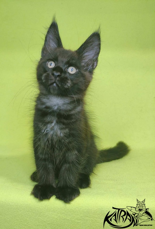 Katran Jordan - Kitten maine-coon 2 months 2 weeks