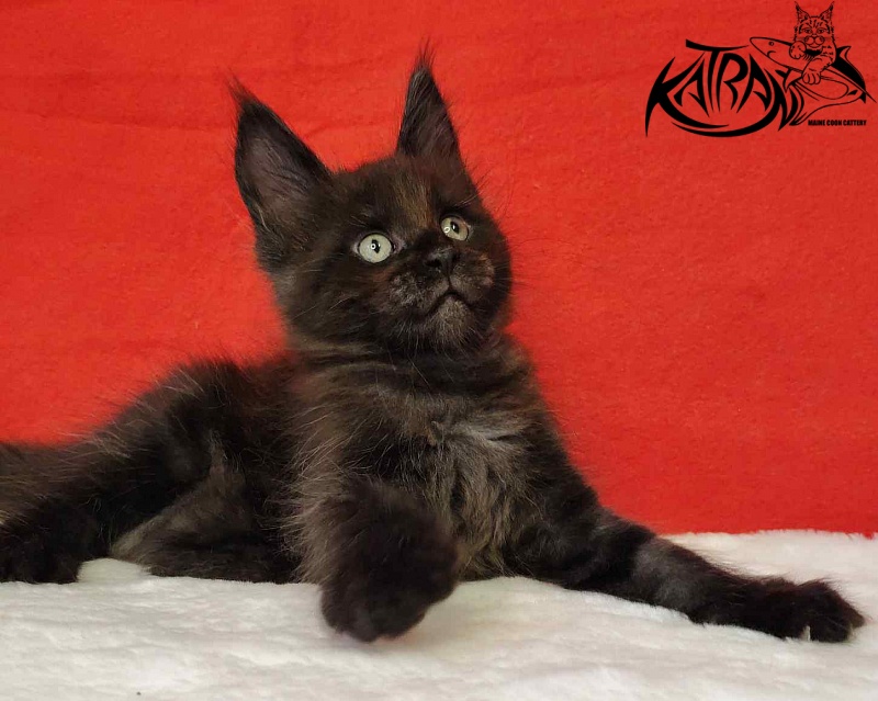 Katran Jordan - Kitten maine-coon 1 month 3 weeks
