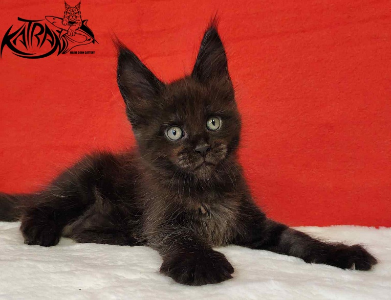 Katran Jordan - Kitten maine-coon 1 month 3 weeks