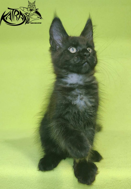 Katran Jordan - Kitten maine-coon 2 months 2 weeks