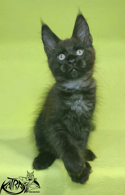 Katran Jordan - Kitten maine-coon 2 months 2 weeks