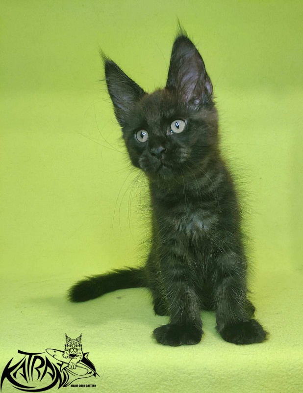 Katran Jordan - Kitten maine-coon 2 months 2 weeks
