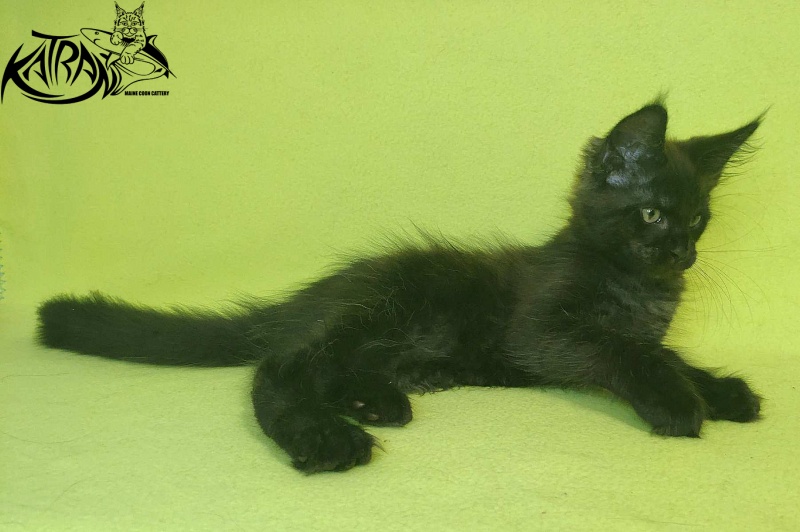 Katran Jordan - Kitten maine-coon 2 months 2 weeks