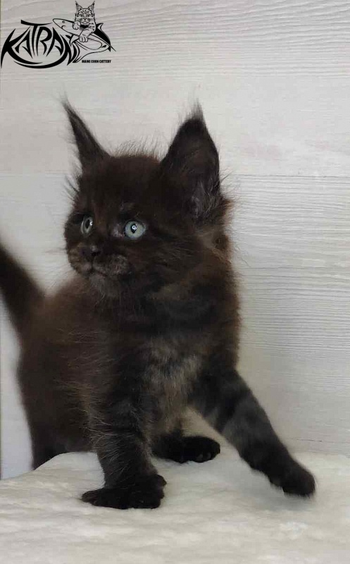 Katran Jordan - Kitten maine-coon 1 month