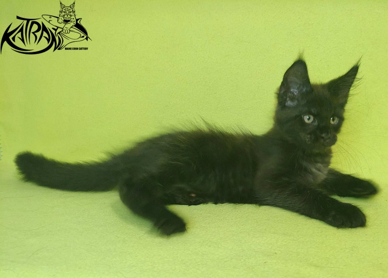 Katran Jordan - Kitten maine-coon 2 months 2 weeks