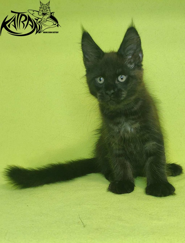 Katran Jordan - Kitten maine-coon 2 months 2 weeks